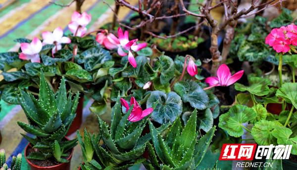隆回：不负春光植树忙