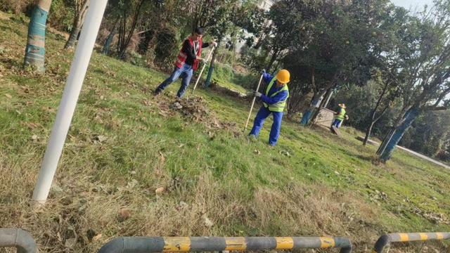 蒸湘区城市管理和综合执法局：优化营商环境，提升绿化养护管理水平