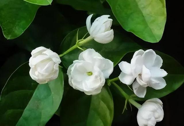 虎头茉莉，优秀的盆栽茉莉品种，花大美丽，芬芳好养，适合新手