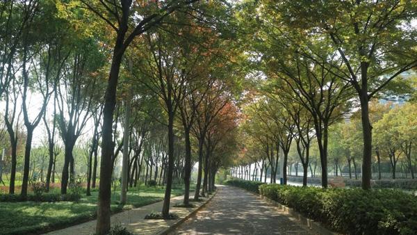 打造四季多彩的道路景观！青浦新增一条上海市绿化特色道路