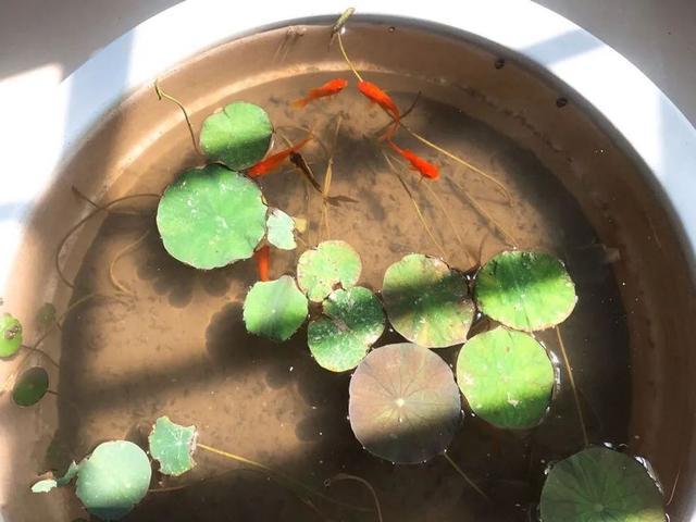 植物界的6种“花美人”，谁看了都喜欢，容易养“上瘾”