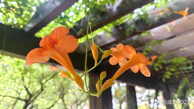 家乡美景风光秀：衡阳市南湖公园凌霄花绚丽绽放，灿烂夺目