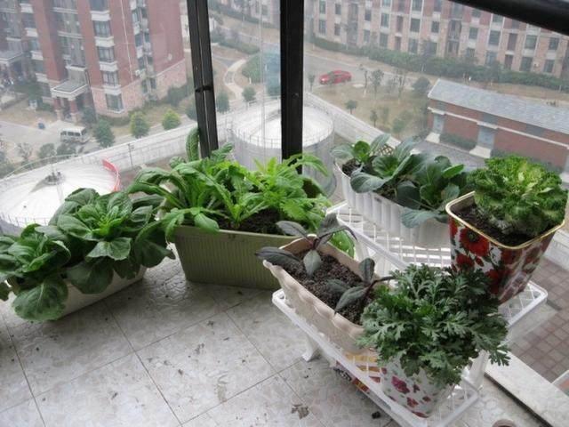 阳台养花老是收空盆？别急，用空盆学种6种菜，蔬菜自由惹人羡