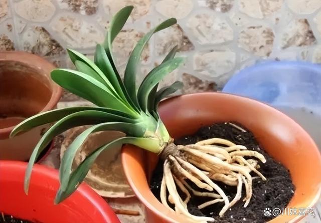 4种过期的小药片，用来养花状态好，根系健壮叶片油绿有光泽