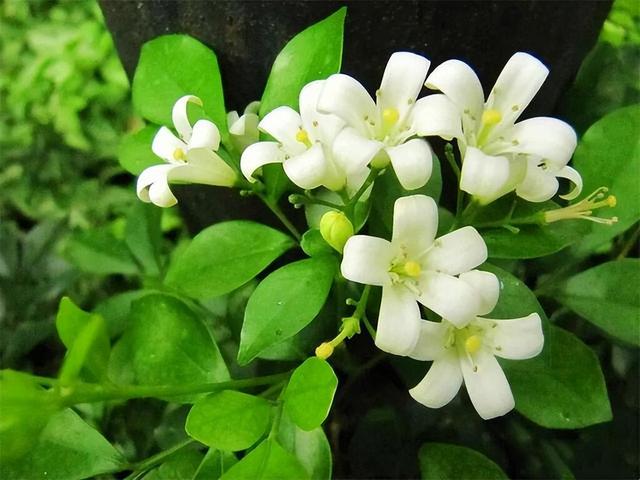 此花花色清新优雅，在院子里养一株，香气芬芳迷人，值得入手