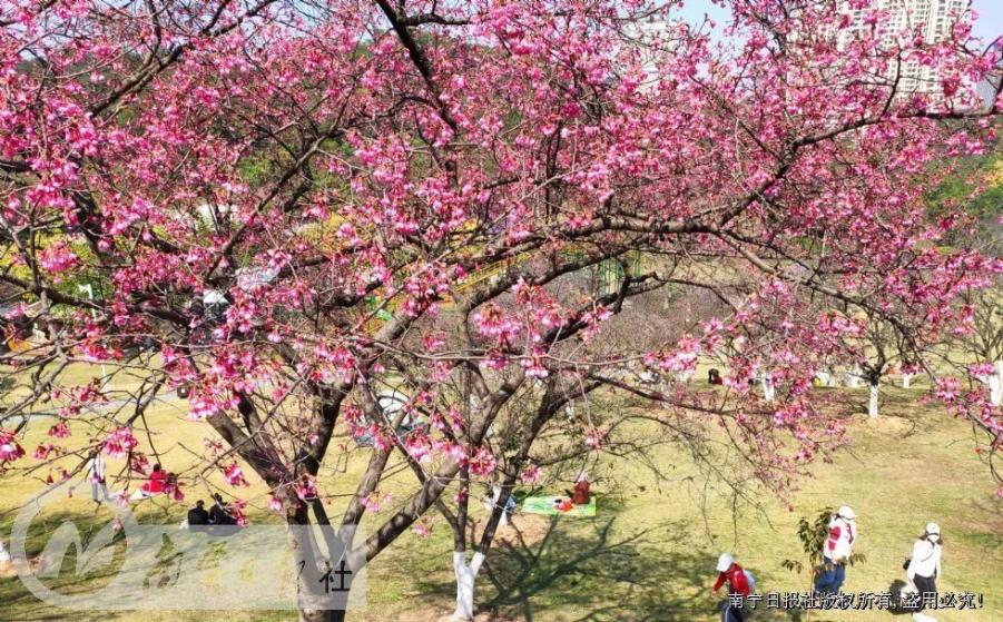 花化、绿化、美化，邕城焕发新魅力