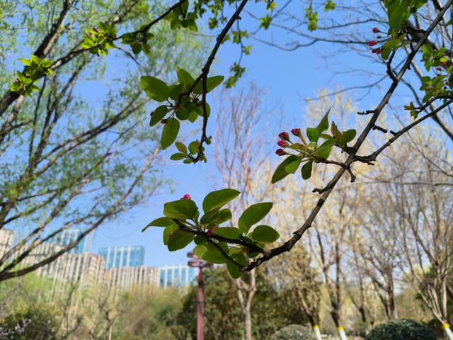 临沂市五洲湖公园绿化景观再提升，这个春天美成这样