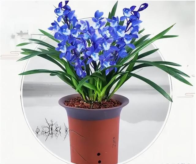 醉玲珑兰花突然火了，人称最美兰花，开花后兰香浓郁，高雅又大气
