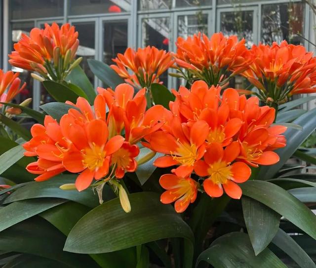 这5种花很难养活，商家夸得再好听也别买，不然吃亏的是自己
