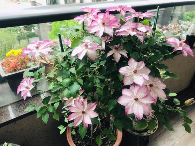 植物界的6种“花美人”，谁看了都喜欢，容易养“上瘾”