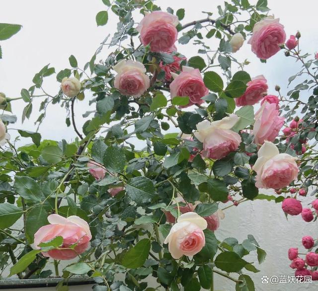 月季花为什么要压枝？什么样的月季需要压枝？