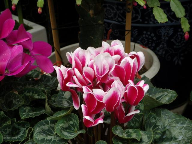 进入7月，这6种花，“再便宜”也别买，不是捡漏是踩坑，难养活