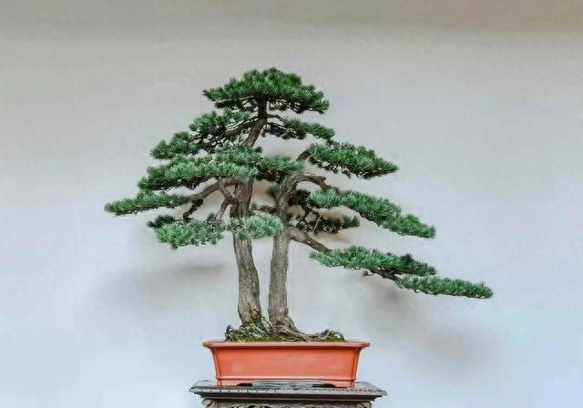 盆景“四大家，七贤，十八学士”，你都知道吗？