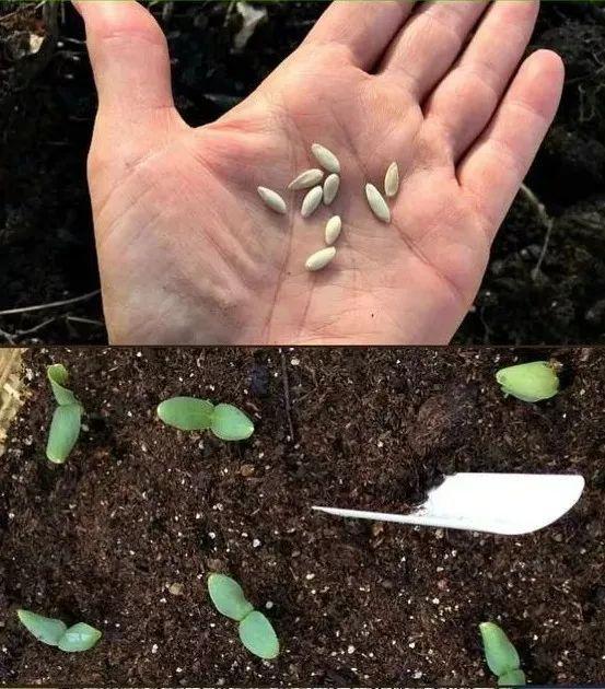 阳台养花老是收空盆？别急，用空盆学种6种菜，蔬菜自由惹人羡