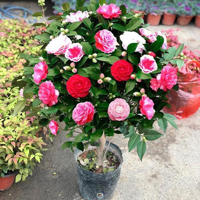 10月以后，是这3种花卉的扦插旺季，环境适宜生根快速，赶紧动手