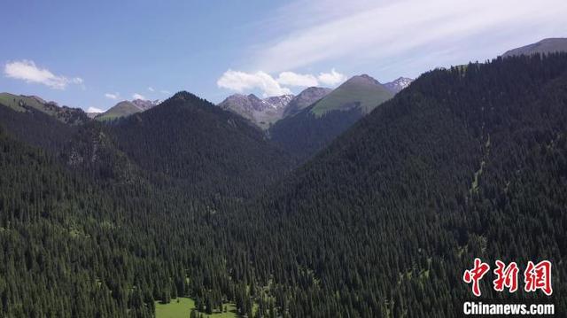 新疆“最美林草人”：将担当写在青山绿水间