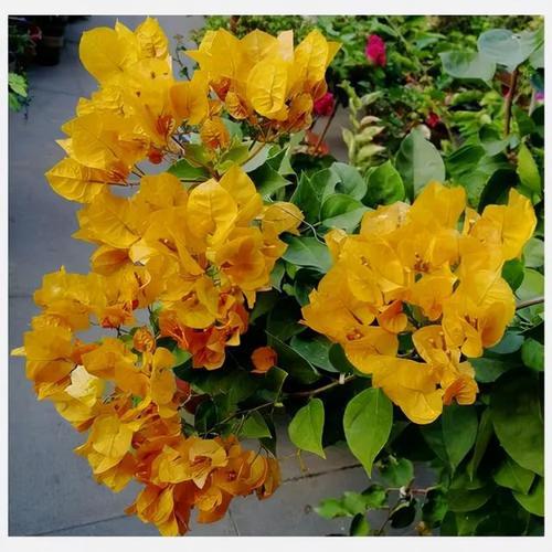 5种花佛系养不好，多修剪才能“再生”，剪得越狠开得越好
