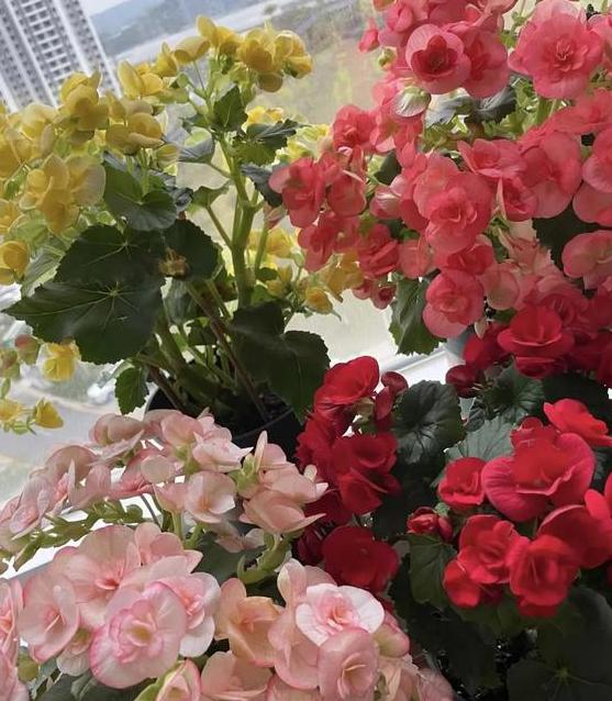 夏天养5种花，选择北阳台，不然“收空盆”！