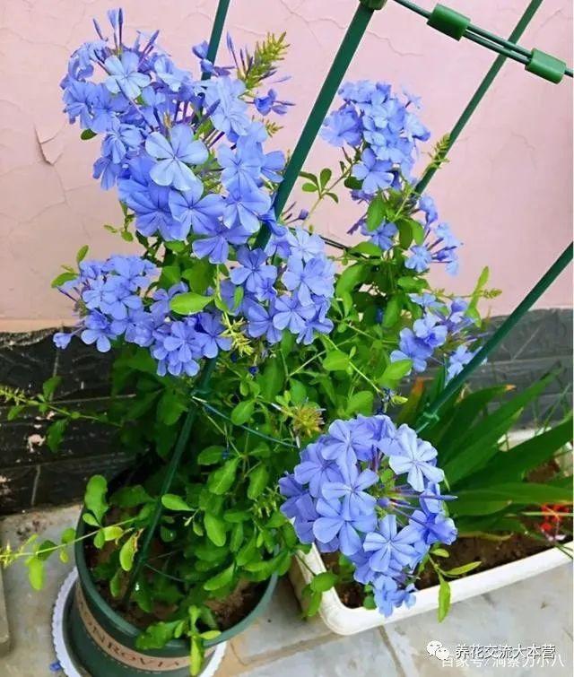 7种漂亮花，越热越“出彩”，6、7月养花首选，适合新手