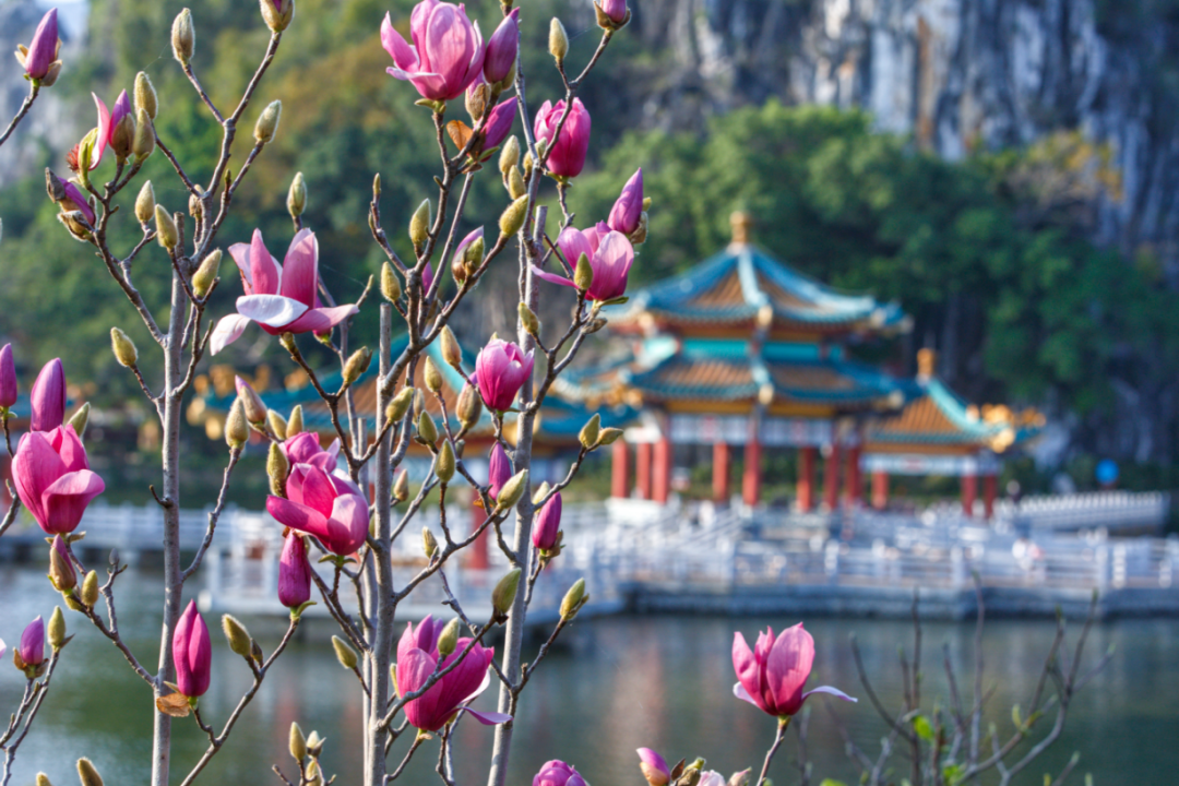 春意盎然花满径，最佳赏花线路又岂能错过……