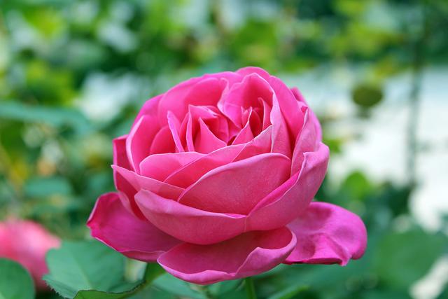 早春月季花出现这种黄叶，要及时处理
