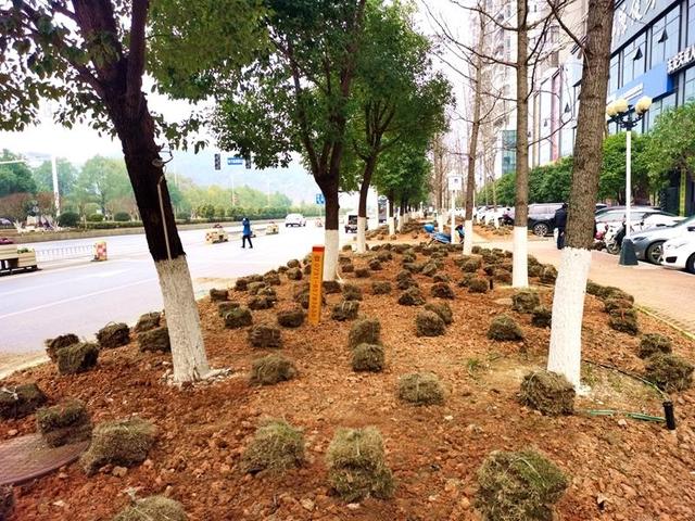 东安：补种绿化草坪 助创国家园林城市