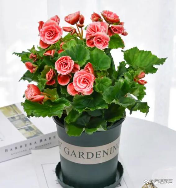 秋季盆栽换盆旺季来了，注意4个观察4点注意，换盆后盆栽长得旺