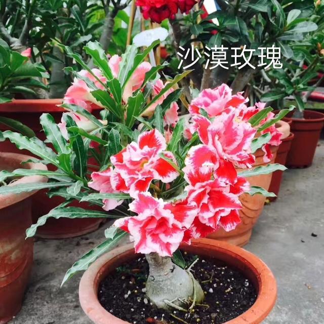 遇到花卉“僵苗”，我们养花新手该如何解决？