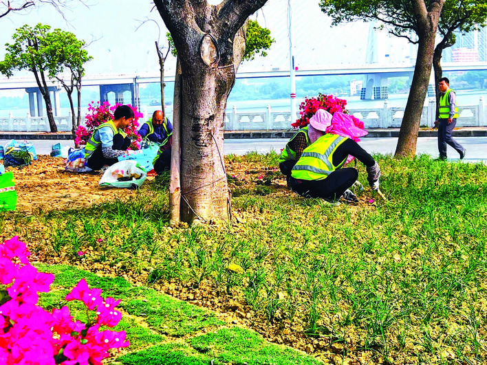 市区道路绿化整治提升全面推开