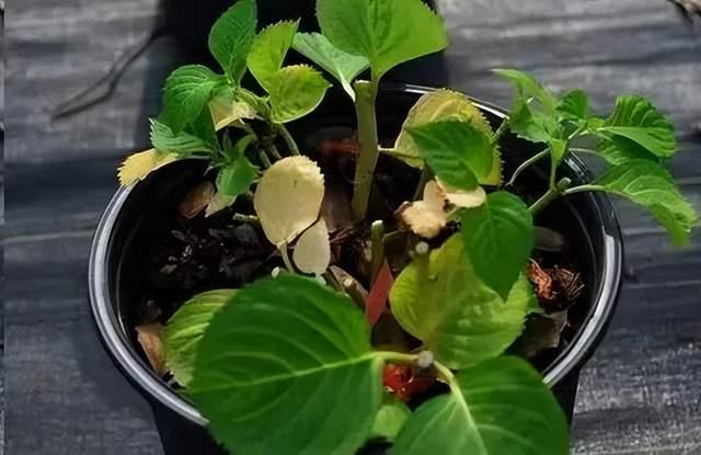 延长花期？花朵打蔫？花后修剪？绣球花期管理全攻略来了！