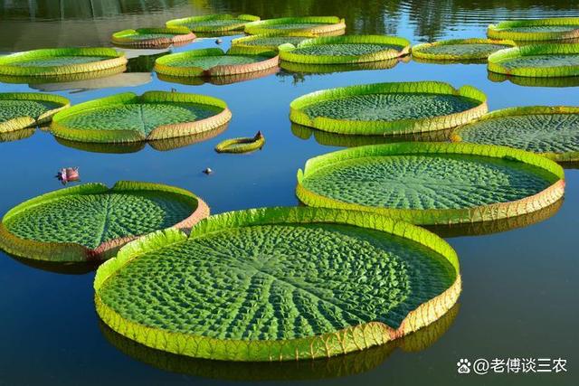 水上植物霸主，野蛮生长侵略性极强，让其它植物既无退路又无活路