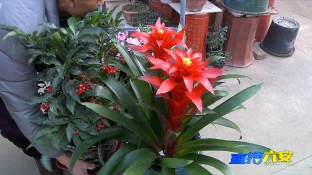 六安花卉市场迎旺季，鲜花绿植正走俏！