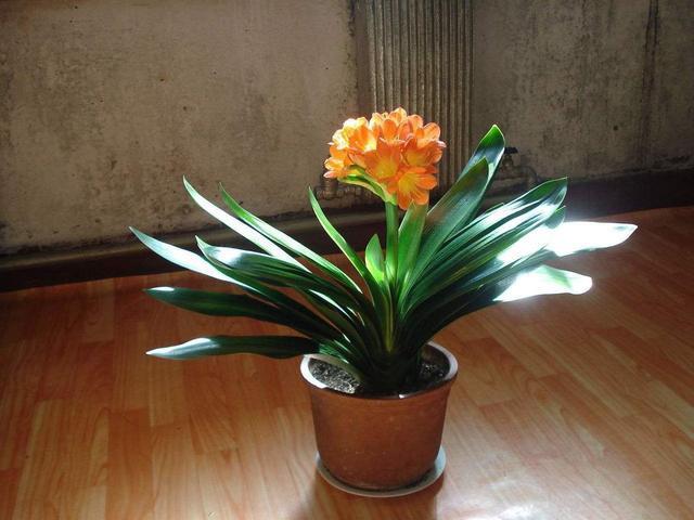 5种花是“酒鬼子”，15天喂一点酒，长势都“刹不住”