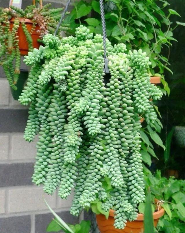 上海小姐姐用“娃娃花盆”养花，走红网络，网友：有趣又优雅