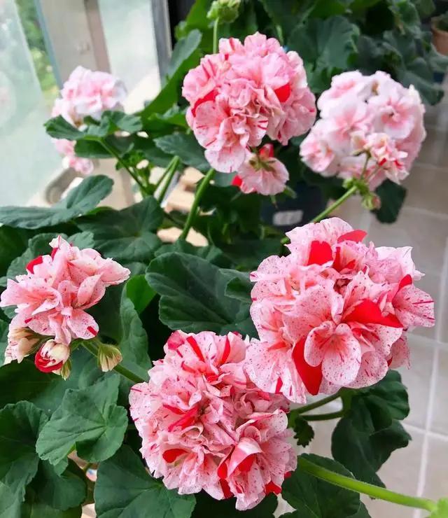 “烂大街”的5种花，很多人还当个“宝”，其实剪个枝就活！