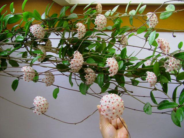 客厅养“树”，十家有九富，4种“吉祥树”，屋里一摆，养人旺家