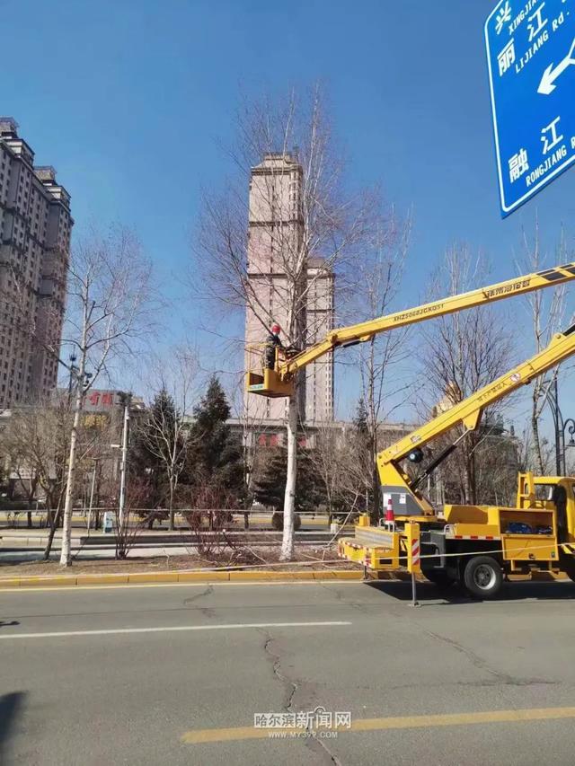 哈市园林春整深入推进，已修剪树木19万株，清理绿地356万平方米