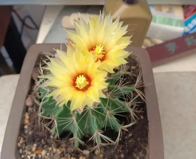 养这5种花“狠狠虐”，个个喜欢住小盆，花盆越大越不开花！