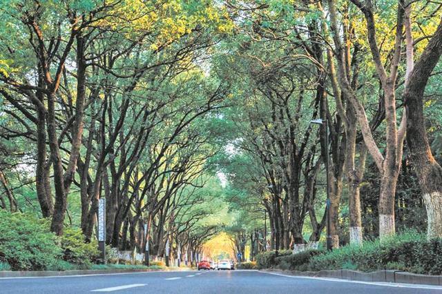 公园游园四季皆有景 道路绿化美出新高度 无锡走向生态园林城市