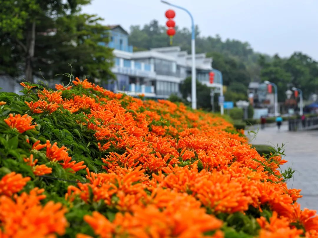 春意盎然花满径，最佳赏花线路又岂能错过……