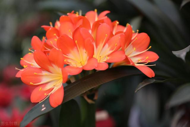 秋冬季节养君子兰，“晒”还是不晒？很多花友搞不懂，难怪不开花