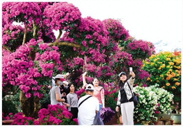 盛世花开 美丽桂林——第二届南方花卉苗木交易会暨第四届广西花卉苗木交易会见闻