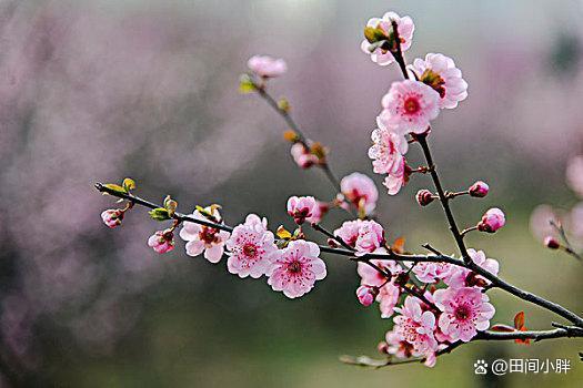 梅花的生长环境和栽种方法