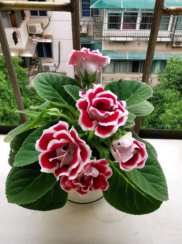 温度高，8种花再旱也“不能喷水”，不是唬人，都是花钱买的教训