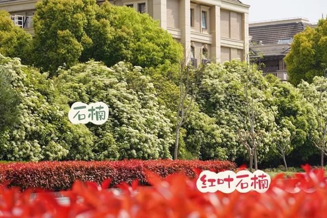 石楠为啥这么流行？石楠花又腥又臭，为何还大面积种？有替代的吗