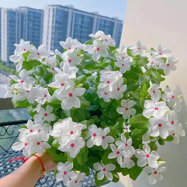 夏天逛花市，3种花“闭眼入”，拿回家就爆花，开到年根底