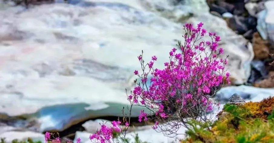 【第十五届阿尔山杜鹃节】杜鹃花：万年火山岩上开出的生命之花！
