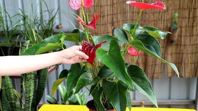 温度高，8种花再旱也“不能喷水”，不是唬人，都是花钱买的教训