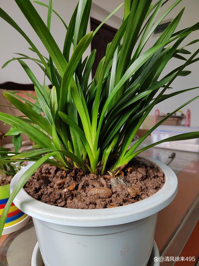 养花弄草，怡养性情！