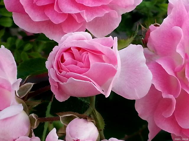7月给月季花剪一剪，剪得越及时，越容易爆花
